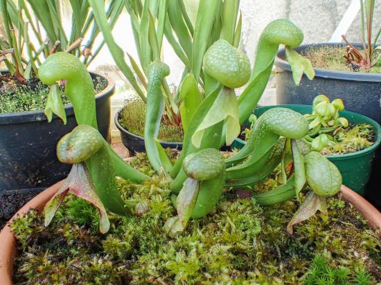 Darlingtonia californica 'red' - Page 4 26072016-p7260018